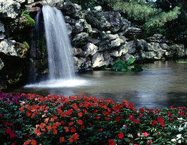 garden pond